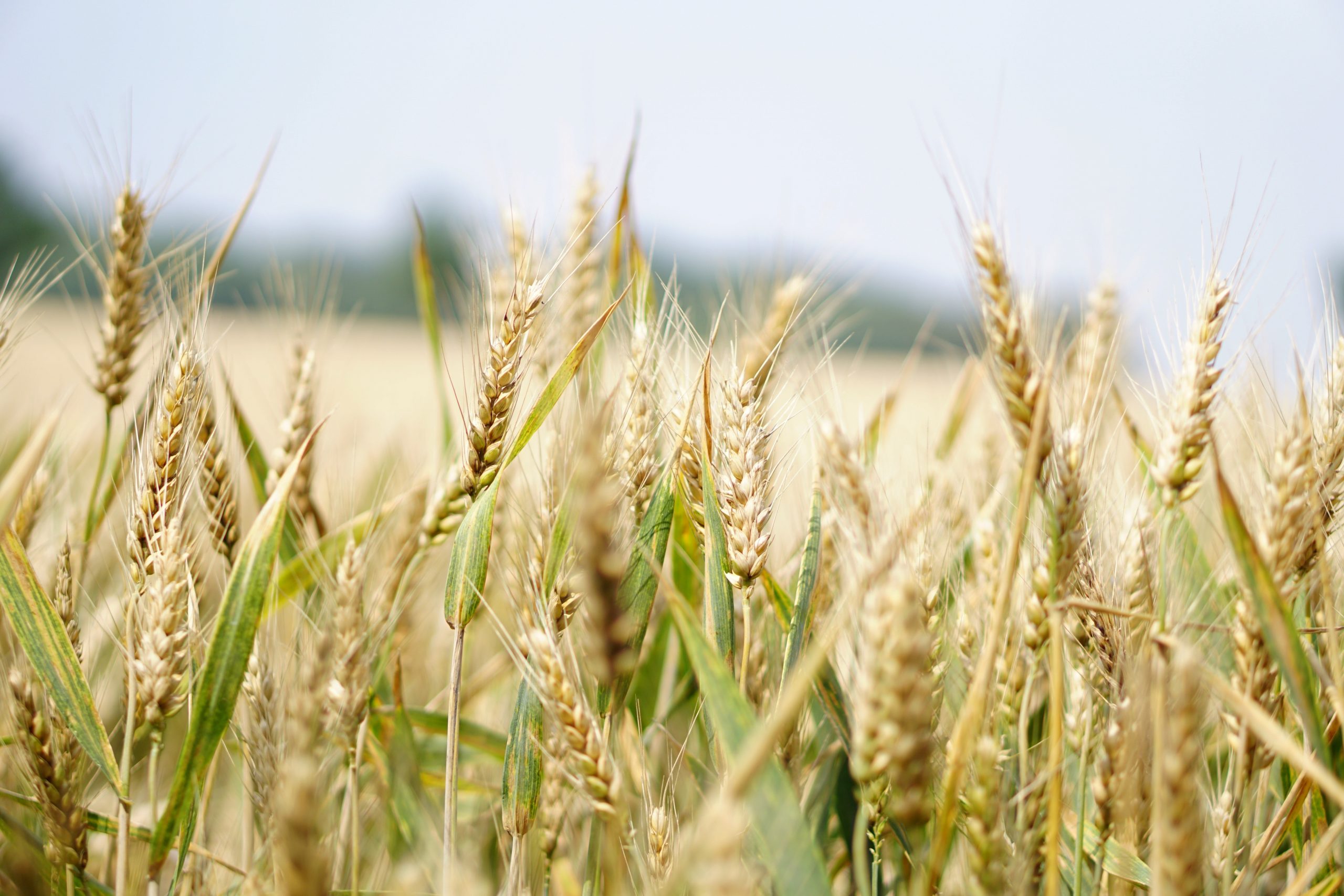 agriculture-arable-barley-blur-265216
